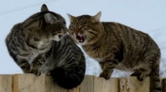 Tišini mladiči: kaj storiti, če je glas izginil na mački